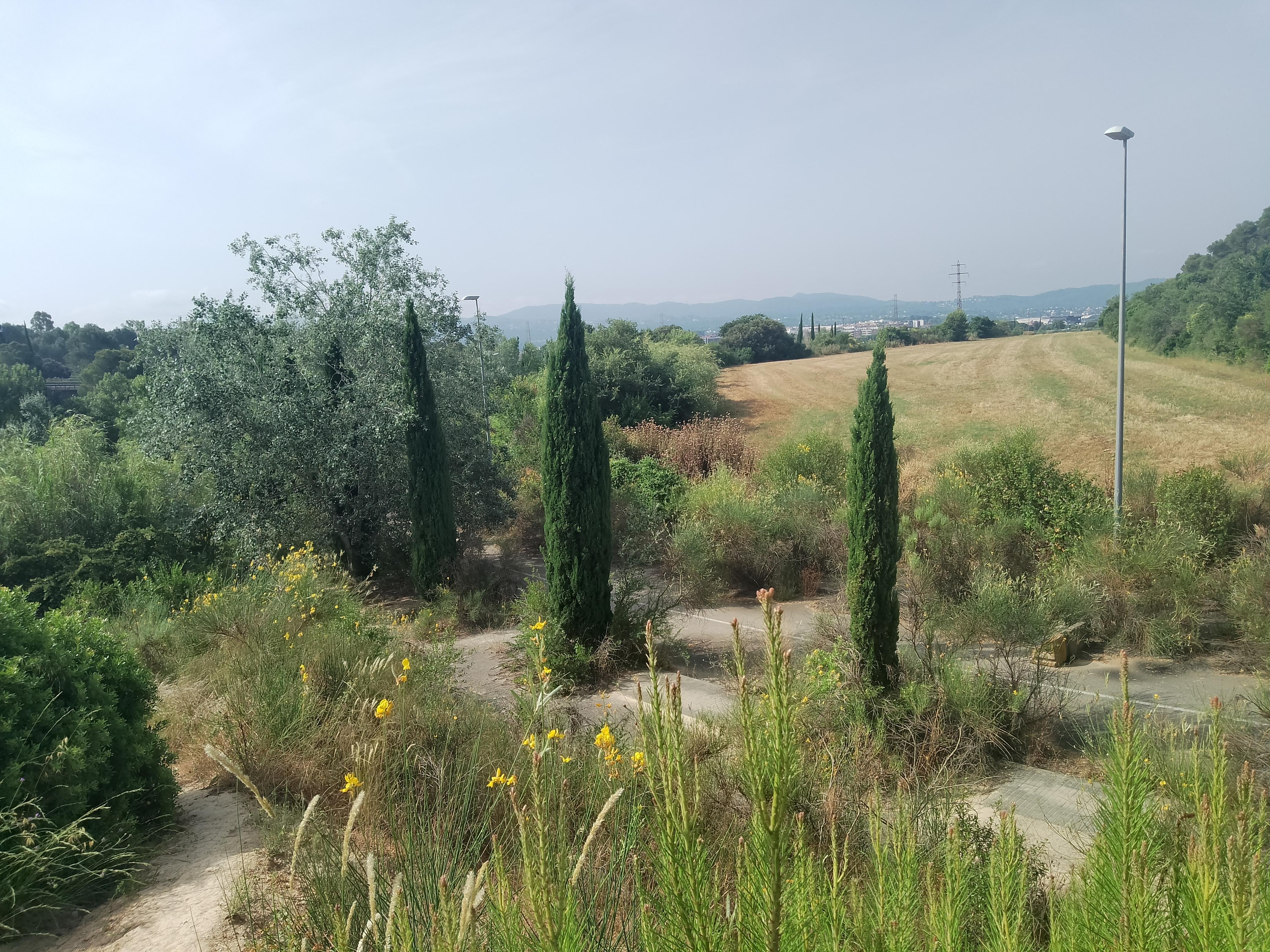 camí de Can Marcet, Sant Cugat del Vallès, engolit per la vegetació
