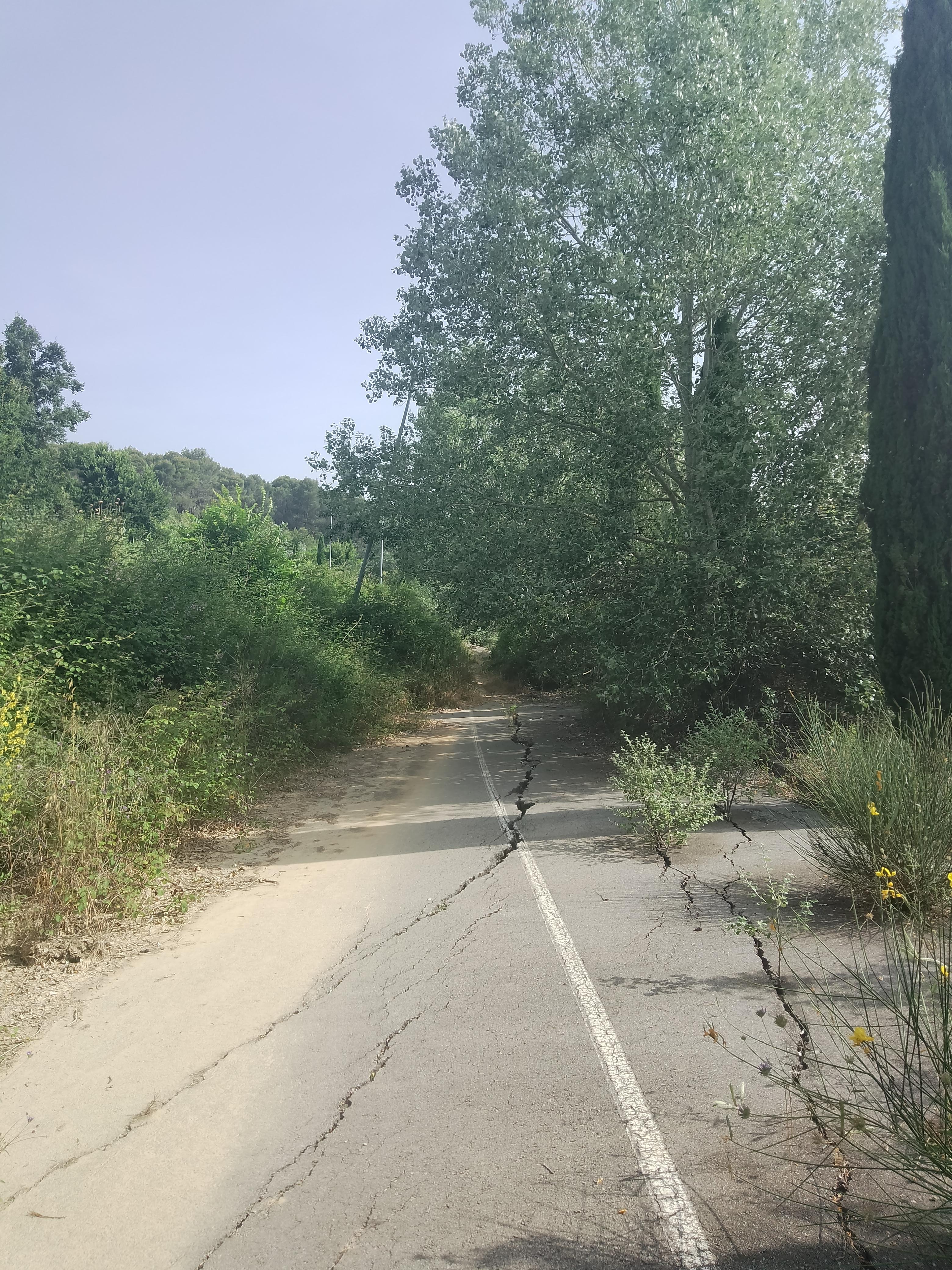 camí de Can Marcet, Sant Cugat del Vallès, engolit per la vegetació