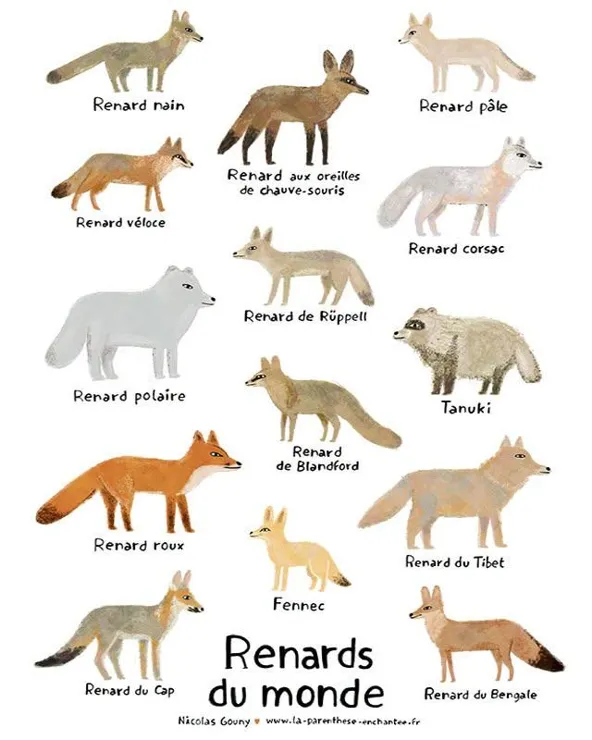 Affiche naturaliste des renards du monde, 12 vrais renards (les Vulpes) et 2 cousins (l'otocyon et le tanuki).